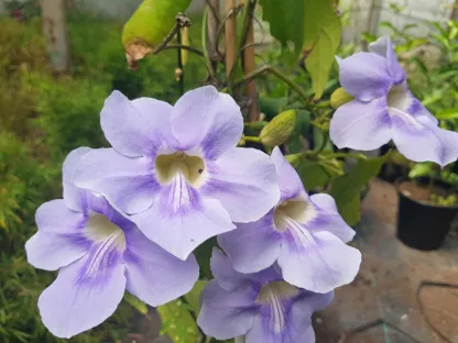 תונברגיה גדולת פרחים