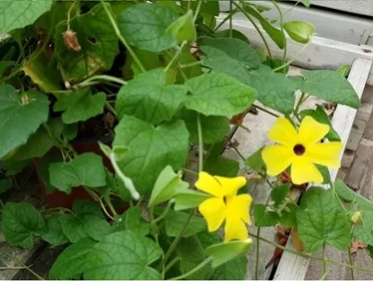 תונברגיה מכונפת "סוזי"