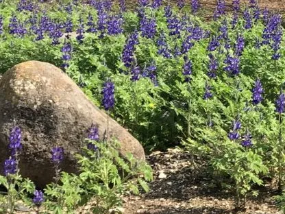 פריחת תורמוסים בסגול בגינה שביצענו