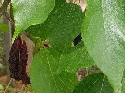 תות אפגני ארוך