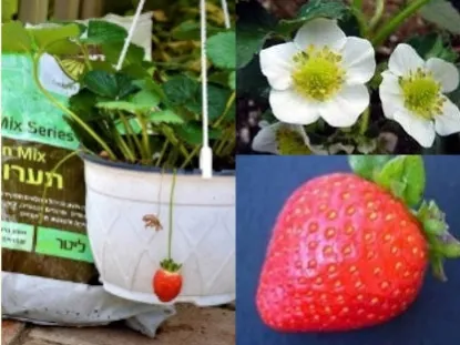 תות-שדה Strawberry,Fragaria