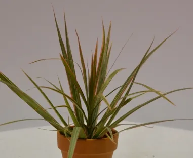 דרקונית מלולה 'תלת גוני'