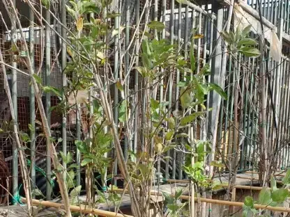 תפוח תרבותי 8 ליטר