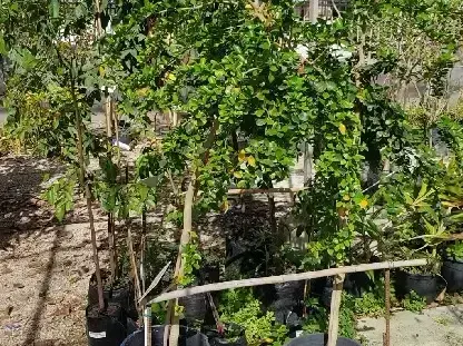 תפוח כפרי 25 ליטר