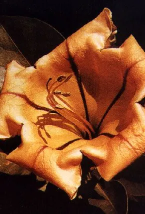 סולנדרה גדולה